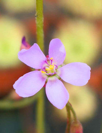 Graines de Drosera aliciae