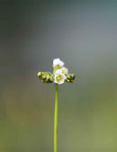 Graines de Drosera binata Mont Ruapehu