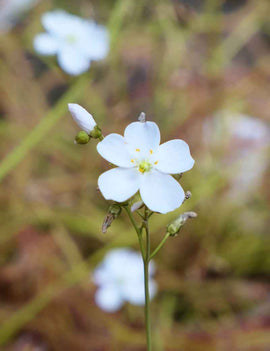 Graines de Drosera binata 'Marston Dragon'
