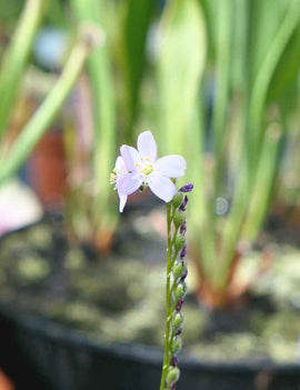 Graines de Drosera filiformis rouge