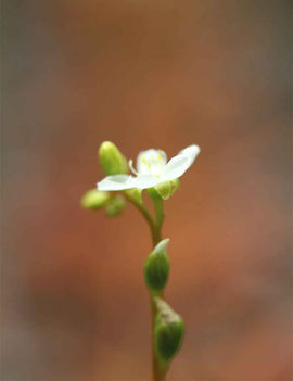 Graines de Drosera intermedia
