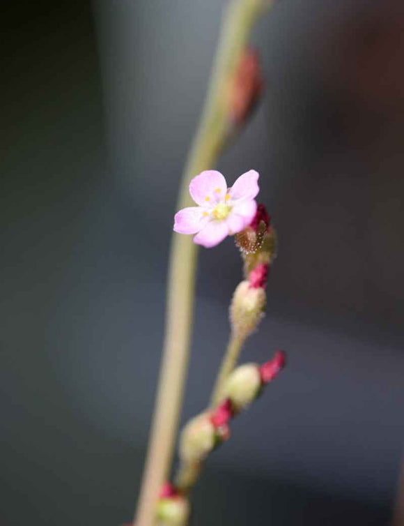 Graines de Drosera tokaïensis