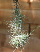 Tillandsia bergeri - grand spécimen