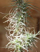 Tillandsia bergeri - grand spécimen