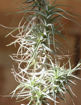 Tillandsia bergeri - grand spécimen