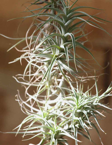 Tillandsia bergeri - grand spécimen