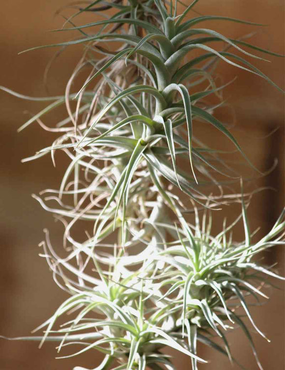 Tillandsia bergeri - grand spécimen