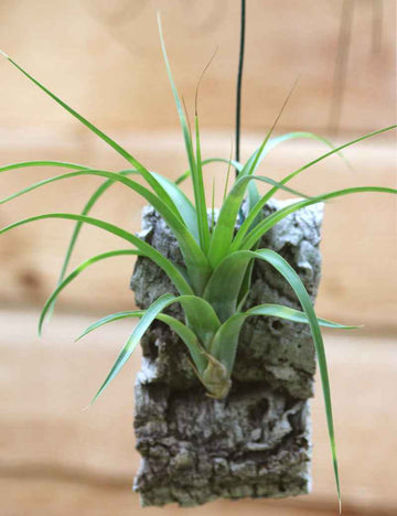 Tillandsia polystachia raciné