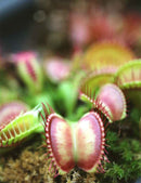 Dionaea muscipula 'Paradisia'