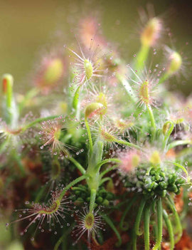 Drosera scorpioides