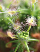 Drosera scorpioides