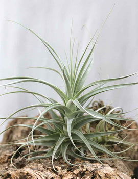 Tillandsia straminea