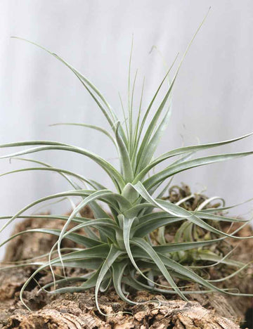 Tillandsia straminea