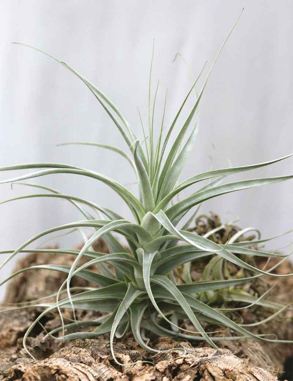 Tillandsia straminea