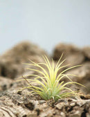 Tillandsia ionantha 'druid'
