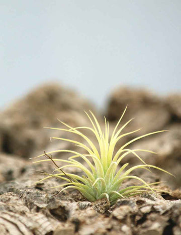 Tillandsia ionantha 'druid'