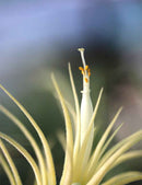 Tillandsia ionantha 'druid'