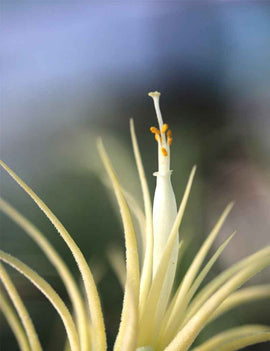 Tillandsia ionantha 'druid'