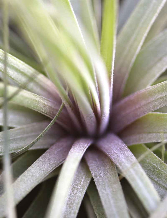 Tillandsia 'Double ruth' 20 - 25cm