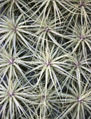 Tillandsia 'Double ruth' 20 - 25cm