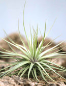Tillandsia 'Double ruth' 20 - 25cm