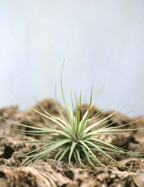 Tillandsia 'Double ruth' 20 - 25cm