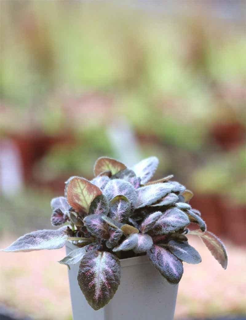 Episcia cupreata