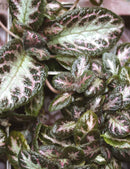 Episcia cupreata