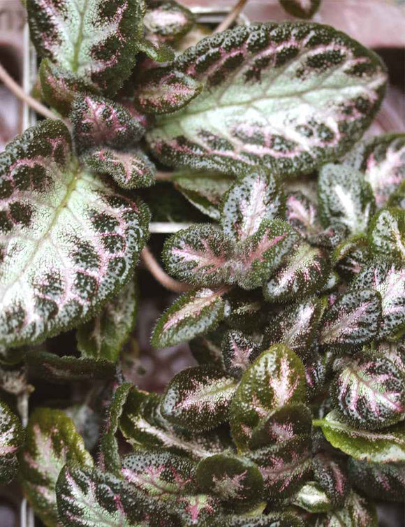 Episcia cupreata