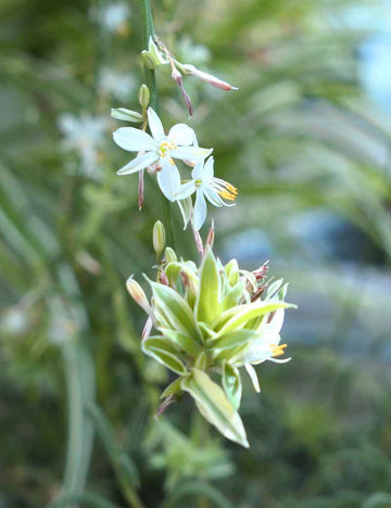 Chlorophytum pacific raciné en xaxim