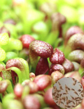 Graines de Darlingtonia californica