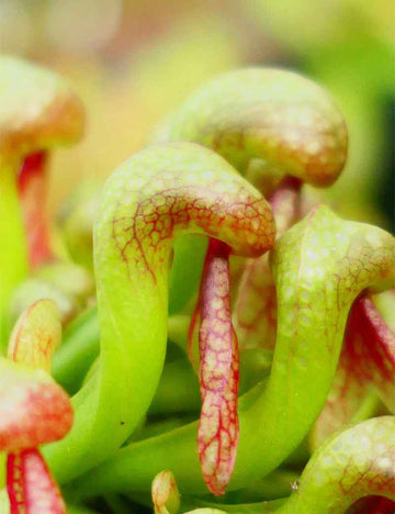 Graines de Darlingtonia californica