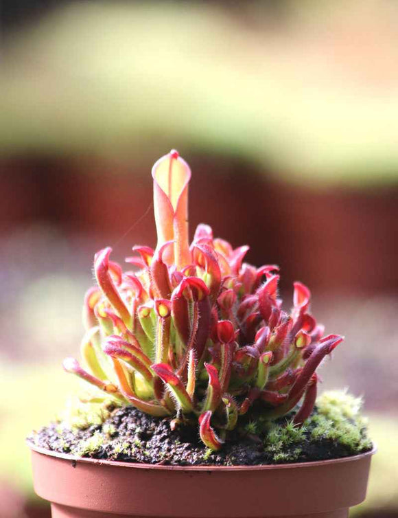 Heliamphora heterodoxa x Minor