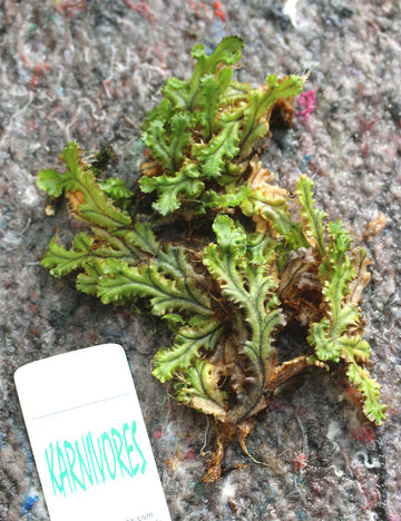 Hymenophyllum sp.  à repiquer