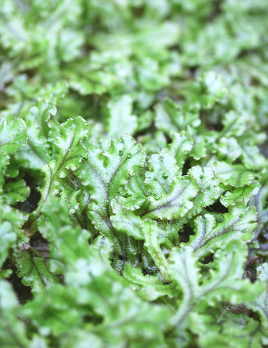 Hymenophyllum sp.  à repiquer