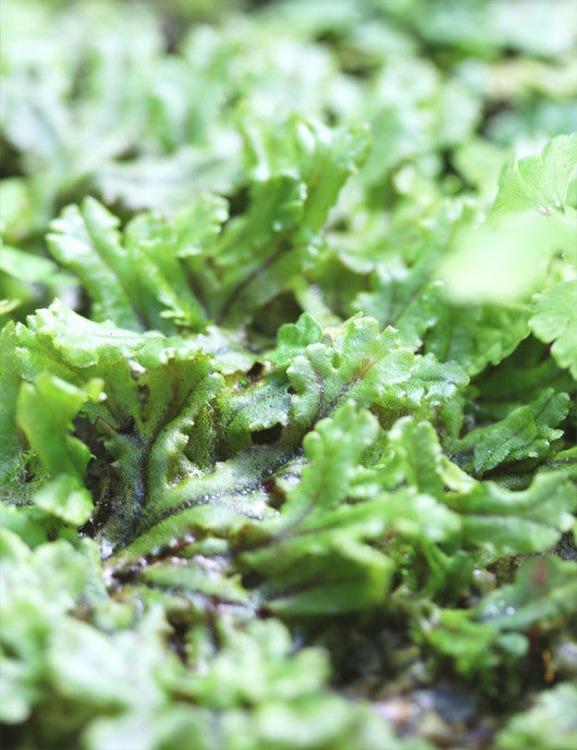 Hymenophyllum sp.  à repiquer