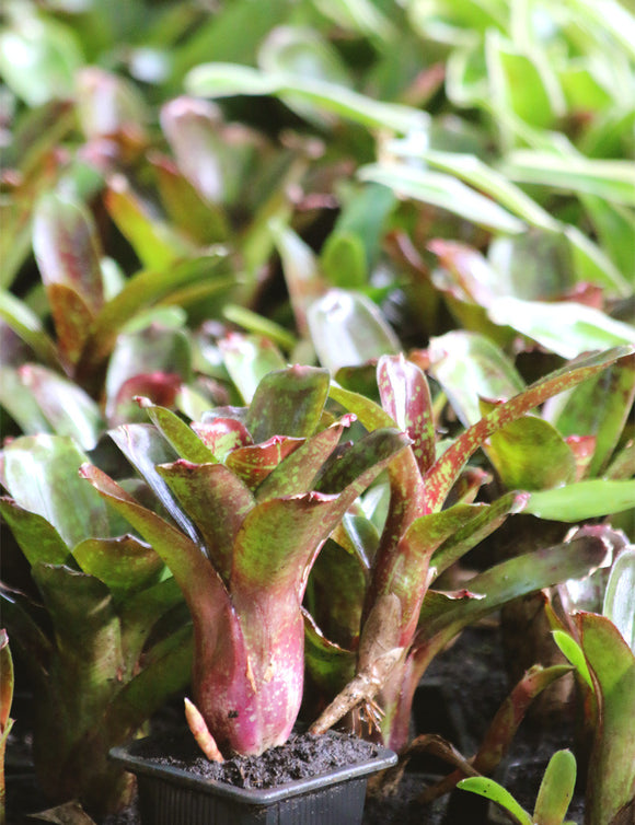 Neoregelia dartanion