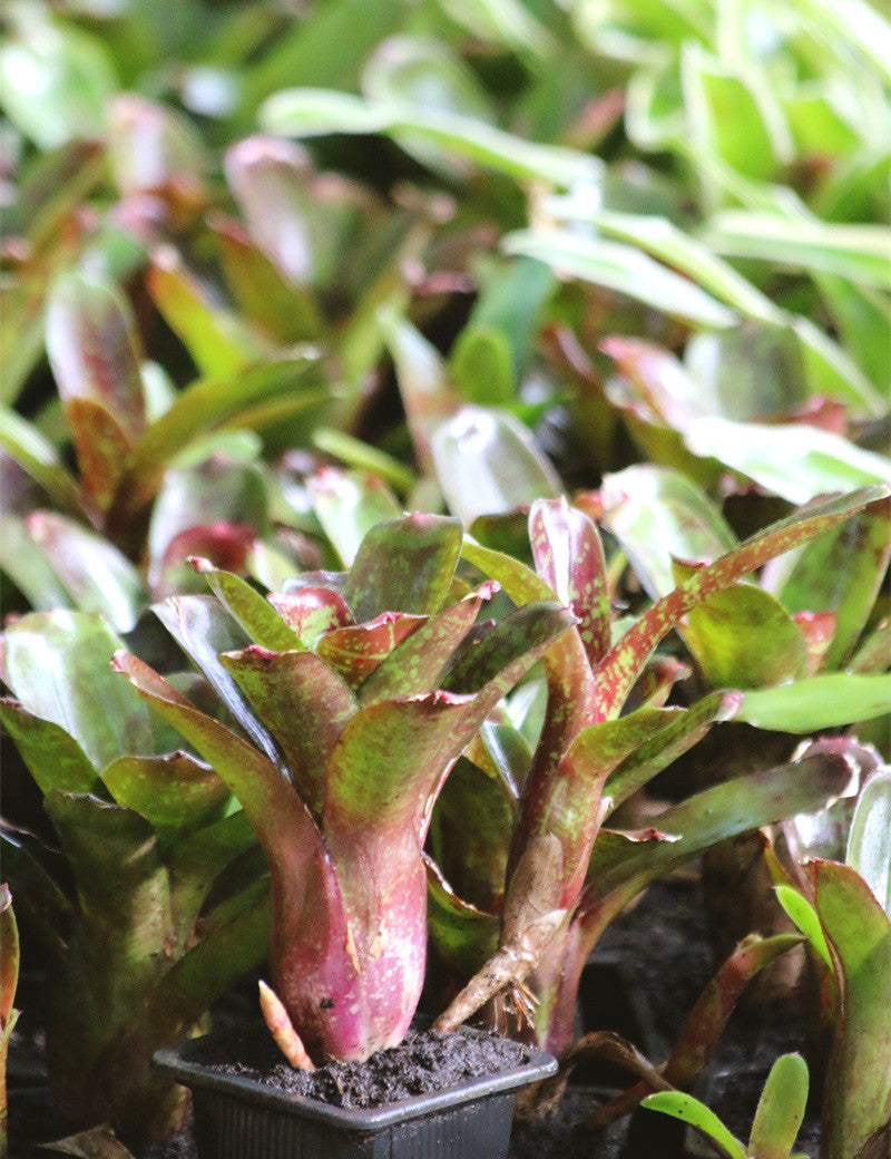 Neoregelia dartanion