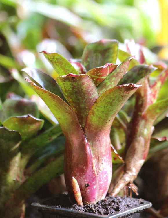 Neoregelia dartanion