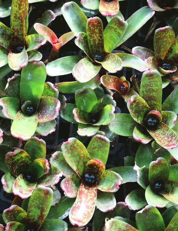 Neoregelia dartanion