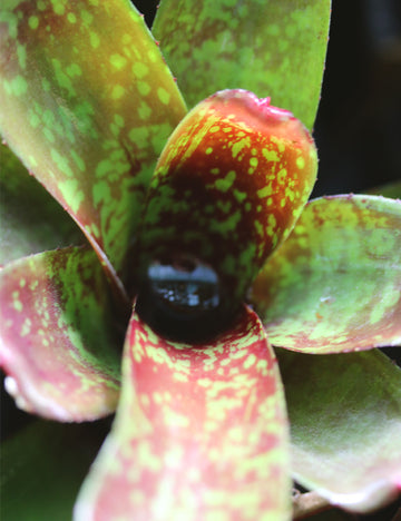 Neoregelia dartanion