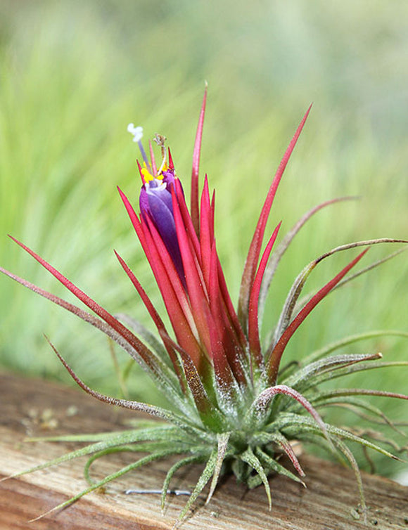Tillandsia ionantha 'fuego' touffe