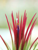 Tillandsia ionantha 'Fuego' touffe