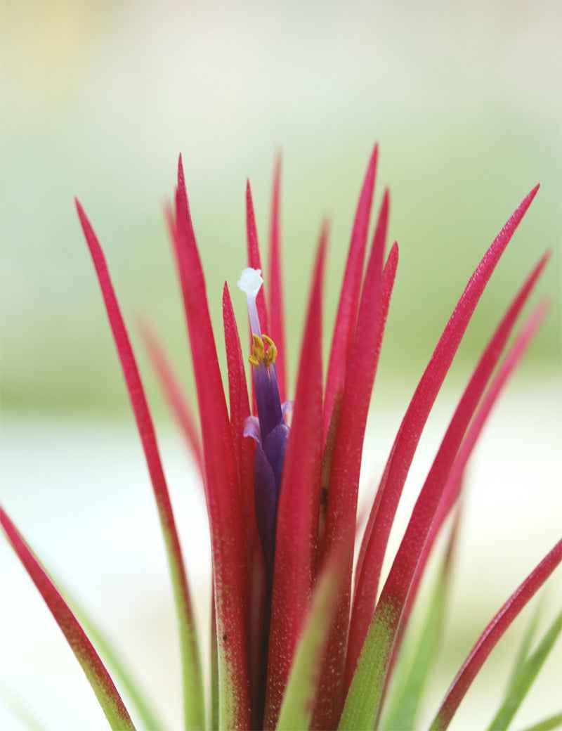 Tillandsia ionantha 'Fuego' touffe