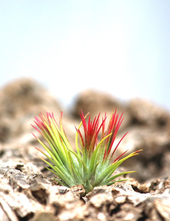 Tillandsia ionantha 'fuego' touffe