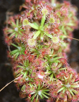 Drosera x lake badgerup (Drosera x badgerupii)