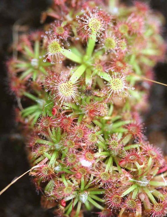 Drosera x lake badgerup (Drosera x badgerupii)