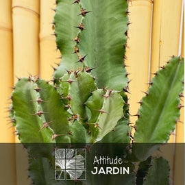 Euphorbia Eritrea 60 cm - clicktofournisseur.com