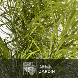 Rhus Viminalis Faux Bambou 150 cm - clicktofournisseur.com