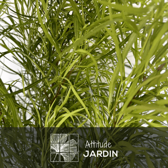 Rhus Viminalis Faux Bambou 150 cm - clicktofournisseur.com